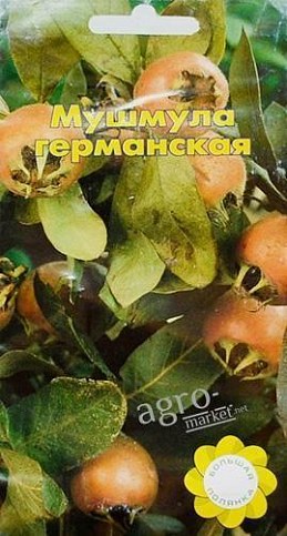 Мушмула германская ТМ "Большая полянка" 3шт