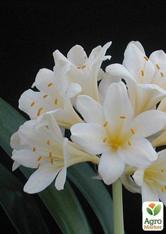 Кливия "Белый парус" (Clivia miniata crocata) дм 13 см выс. 65 см