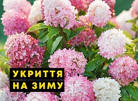 Укриття гортензії на зиму - корисні статті про садівництво від Agro-Market