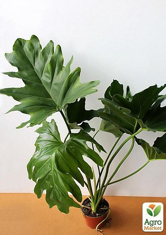 Филодендрон "Philodendron Xanadu" дм 21 см выс. 50 см