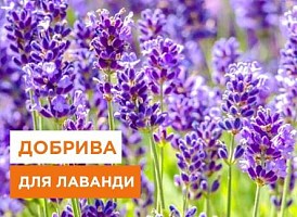 Добрива для лаванди - корисні статті про садівництво від Agro-Market