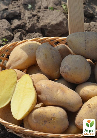 Картопля "Раномі" насіннєвий ранній (1 репродукція) 10кг