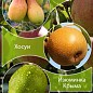 Дерево-сад Груша "Талгарская красавица+Хосуи+Изюминка Крыма" 
