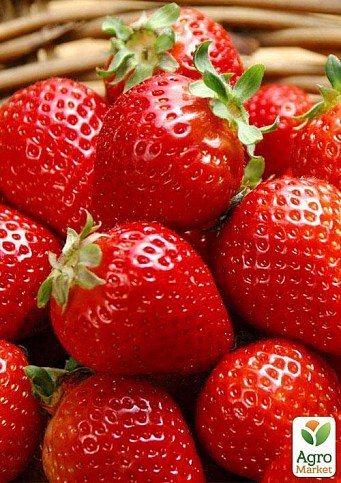 Полуниця "Спокуса" 5шт (ремонтантний сорт один з кращих, ранній термін дозрівання)
