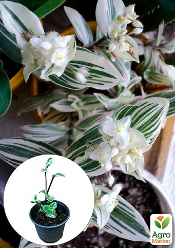Традесканция ампельная White Royal - Комнатные растения - купить в  Одессе, Украине по цене 95 грн - Agro-Market