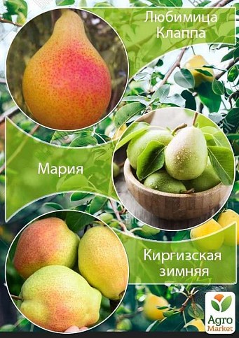 Ексклюзив! Дерево-сад Груша "Улюблениця Клаппа + Марія + Киргизька зимова"