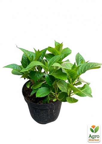 Гортензия ремонтантная крупнолистная 3х летняя "Папилон" - фото 2