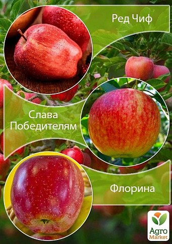 Дерево-сад Яблоня "Ред Чиф+Слава Победителям+Флорина" 