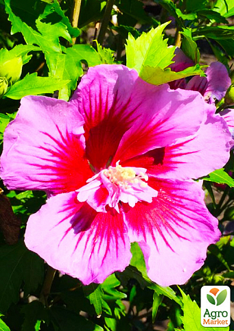 Гибискус сирийский полумахровый "Flower Tower Purple"