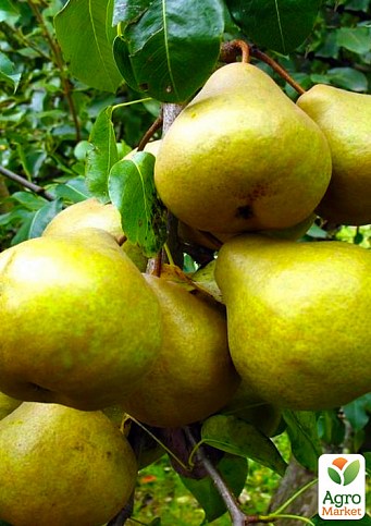 Груша "Золотоворотська" (зимовий сорт, пізній термін дозрівання)