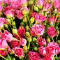 Роза в контейнере мелкоцветковая "Лавли Лидия" (саженец класса АА+)  купить