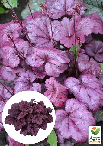 Гейхера (Heuchera) "Plum Royal"