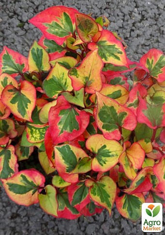 Хауттюйнія Серцеподібна (Houttuynia cordata)