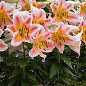 Лілія горщикова "Salmon Party"