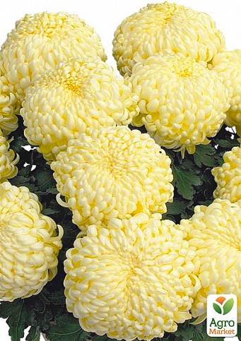 Хризантема "Komodo Creme" (низькоросла великоквіткова)