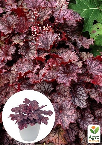 Гейхера (Heuchera) "Frost" 