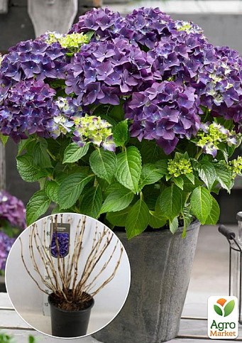 LMTD Гортензія macrophylla "Rodeo Paars" 5-річна (висота 45-75см)