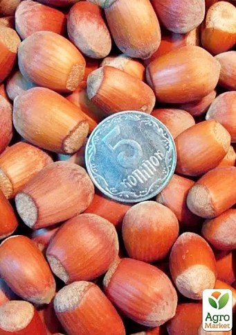 Фундук "Боровський" (середній термін дозрівання, перехресне запилення, садити по 2 шт) - фото 2