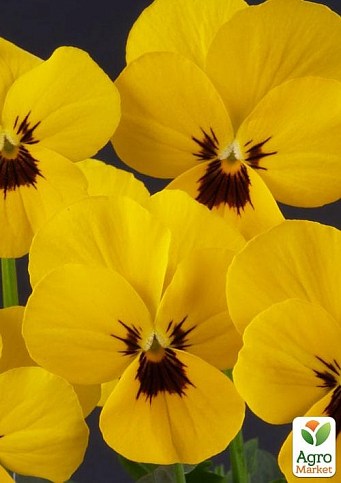 Виола (Viola Cornuta) "Primrose Blotch"