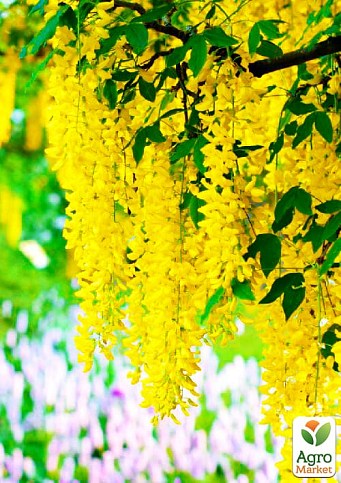Бобовник анагиролистный "Golden Rain" 