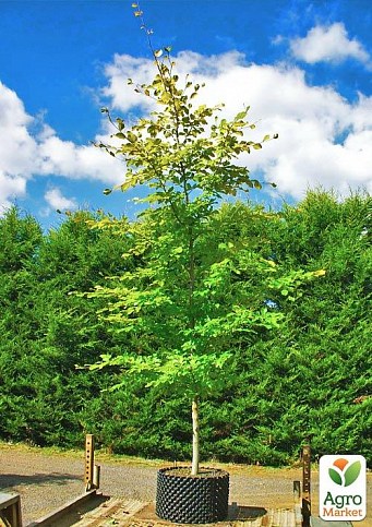 Бук европейский (Fagus sylvatica) С2 высота 40-50см - фото 5