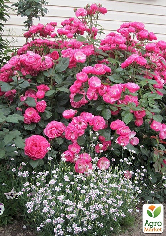 Троянда флорибунда (мускусна) "Angela" (саджанець класу АА+) вищий сорт - фото 2