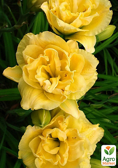 Лілійник "Yellow Bouquet"1