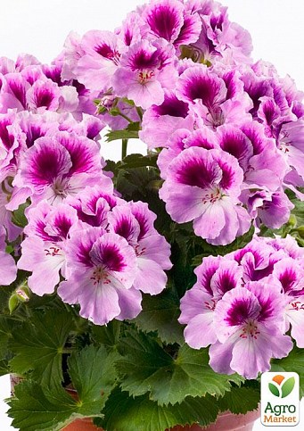 Пеларгонія Королівська Aristo "Orchid" (контейнер № 10, висота 10-20 см)