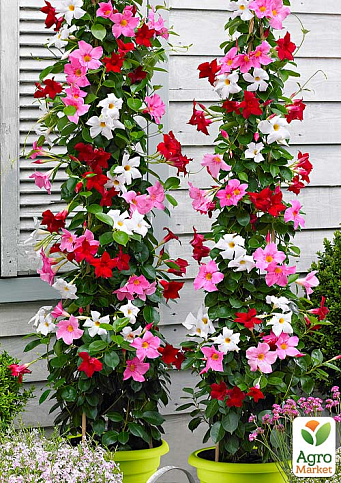 Дипладения (Mandevilla) "Jasper Velvet Red" (цветущая лиана) - фото 3