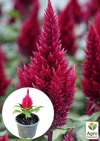Целозія срібляста Sunday "Wine Red"