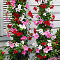 Дипладения (Mandevilla) "Jasper Velvet Red" (цветущая лиана) цена