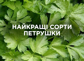 Сорти петрушки: огляд найкращих варіантів для вирощування | Agro-market