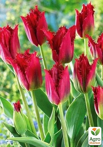 Тюльпан "Pacific Pearl"  - фото 2