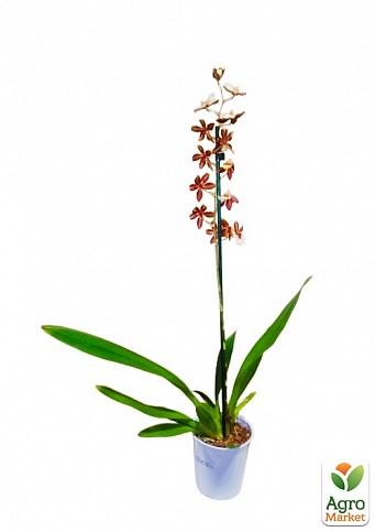 Орхидея Камбрия "Hot Chocolate" - фото 2