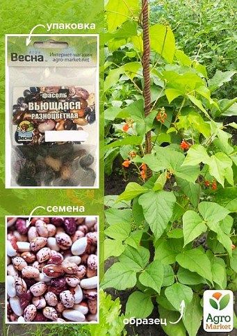 Фасоль "Вьющаяся разноцветная" (Зипер) ТМ "Весна" 15г