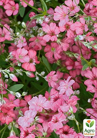 Гипсофила розовая (Зипер) ТМ "Весна" 1г - фото 2
