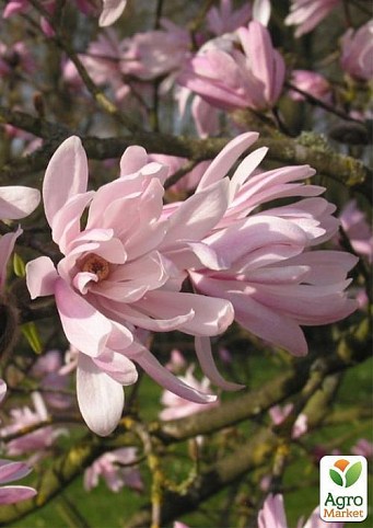Магнолия звездчатая "Rosea" (возраст саженца 2,5 года)