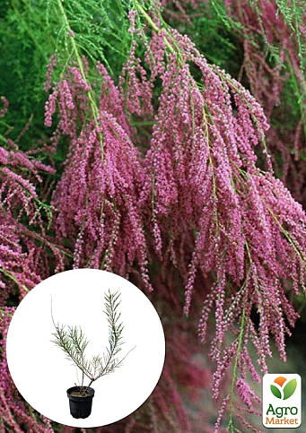 Тамарикс гіллястий 2-х річний "Pink Cascade" С2
