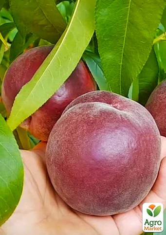 Персик "Роял Эстет" (королевская серия, поздний срок созревания)