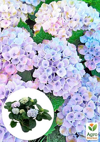 LMTD Гортензия macrophylla "Magical Revolution Blue" 5-и летняя (высота 45-55см)