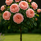 Троянда штамбова "Констанція" (Constance) (саджанець класу АА+)