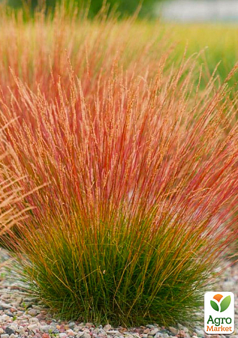 Костриця Готьє червонолисте "Blue Red" (Festuca)
