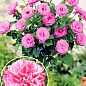 Троянда штамбова "Rosarium Vetersen" (саджанець класу АА +) вищий сорт