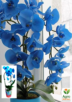 Орхидея (Phalaenopsis) "Cascade Blue"6