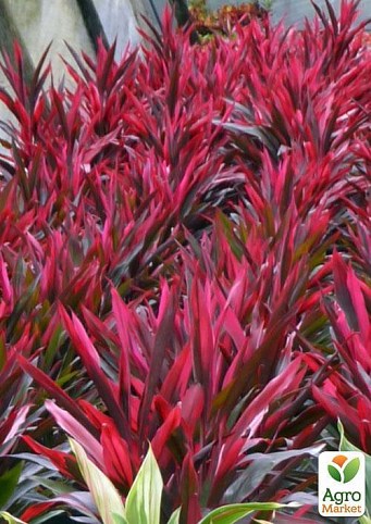Кордилина "Південна красуня" (Cordyline mixed) дм 13 см вис. 50 см