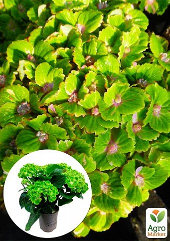 LMTD Гортензия крупнолистная цветущая 4-х летняя "Rembrandt Vibrant Verde" (40-60см)