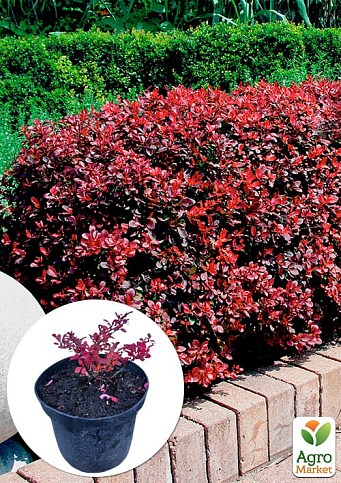 Барбарис Тунберга 3-х річний "Atropurpurea Nana" С3, висота саджанця від 25см