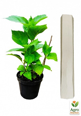 Гортензія волотиста 2-х річна "Limelight" висота саджанця 25-45см - фото 2