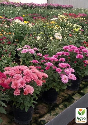 Хризантема  "Milwaukee Violet" (низкорослая среднецветковая) - фото 2