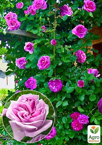 Троянда в контейнері плетиста "Violette Parfume" (саджанець класу АА+) - фото 2